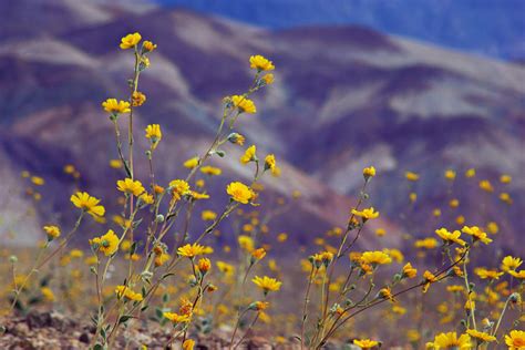 Death Valley Superbloom 103 Photograph by Daniel Woodrum - Fine Art America