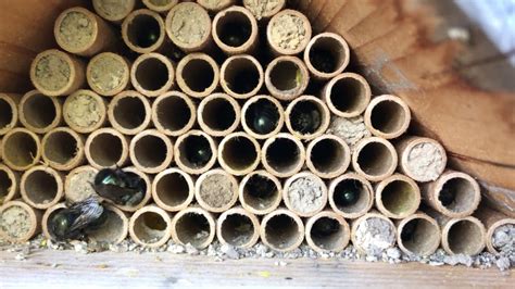 Mason bee up close in nesting tubes - YouTube