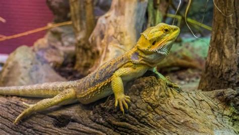 11 Best Bearded Dragon Breeders in the US and the UK