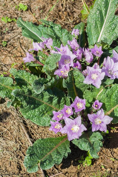 How Much Water Does A Mandrake Need: Tips For Watering A Mandrake Plant