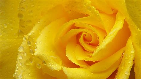 Download Wallpaper 2048x1152 Rose, Yellow rose, Petals, Drops
