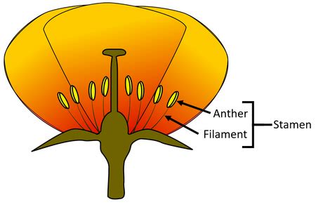 Stamen - Key Stage Wiki