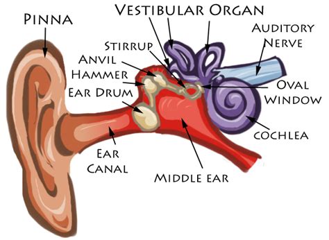 Ear Diagram by Brittlebear on DeviantArt