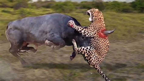 Strongest Animals In Africa Buffalo Vs Lion, Leopard Receives Fierce Attacks From Mother Warthog ...