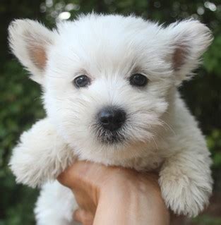 Westie Puppies For Sale & West Highland Terrier Litters