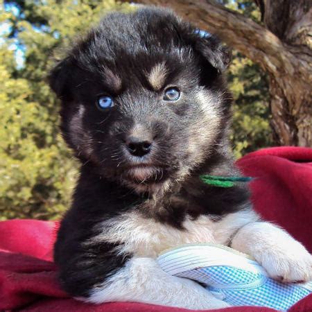 The Husky Mix Adoptable Puppies Pictures 529119