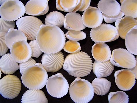 Cockle shells from around the world