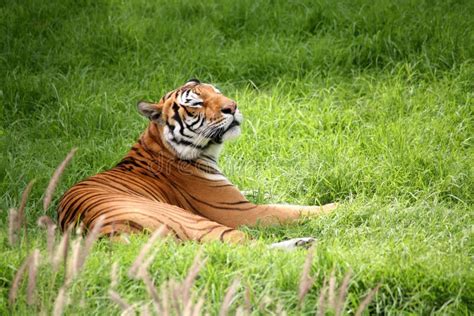 Tiger laying down stock image. Image of nature, animal - 5651259