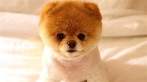 Why I'm posting up photos of pomeranian puppies I'll never know. For some reason I've fallen in ...