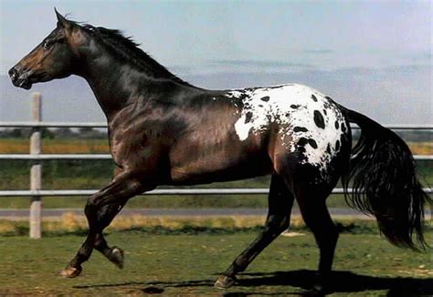 Adrienne's Corner: Appaloosa...