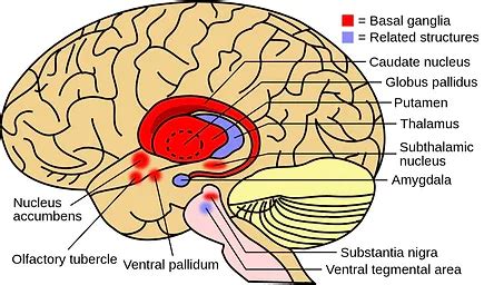 A Guide to Basal Ganglia Stroke - Neurolutions