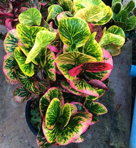 Croton | Croton | Pinterest | Plants, Search and Gardens