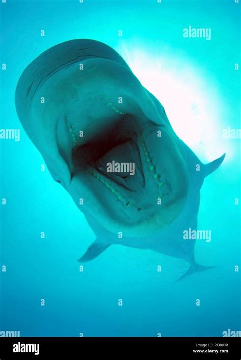 Blue whale mouth hi-res stock photography and images - Alamy