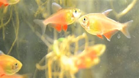 Flame Tetra Guide: Care, Breeding, Size, Substrate & All | 2024