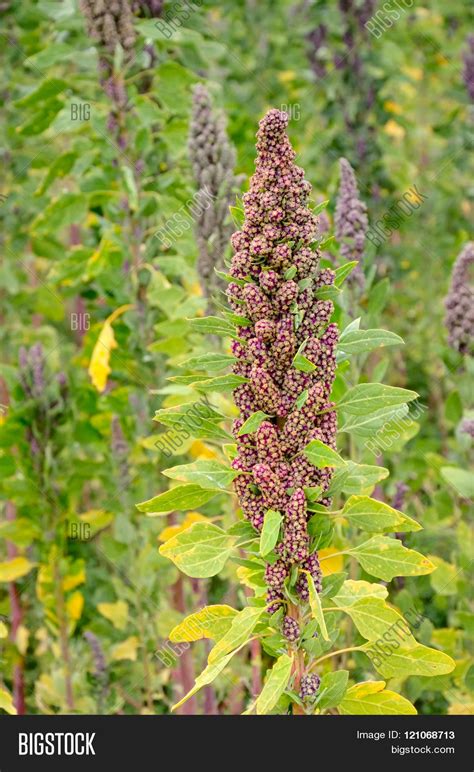 Quinoa Plant, Image & Photo (Free Trial) | Bigstock