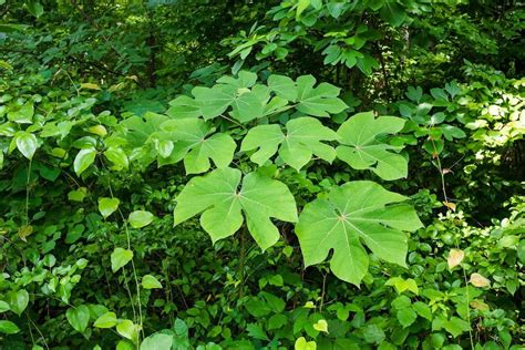 What Is A Chinese Parasol Tree - Tips For Growing Chinese Parasol Trees | Gardening Know How