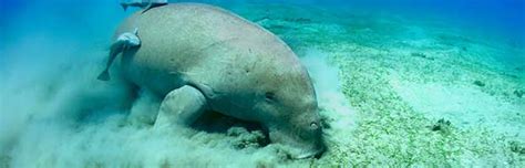 Manatee Habitat