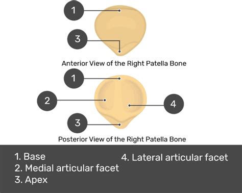 Patella Bone Diagram