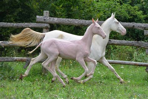 Researchers say naked foal syndrome is related to a nonsense gene variant and appears to be ...