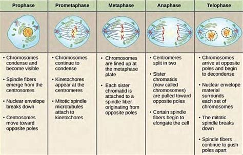 mitosis phases diagram - Google Search Biology Lessons, Biology Notes, Cell Biology, Science ...