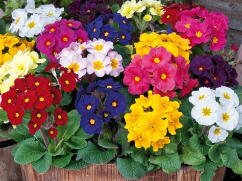 How To Grow and Care for Polyanthus - World of Flowering Plants