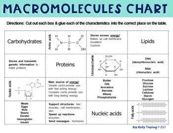 Macromolecules Chart by Rae Rocks Teaching | TPT