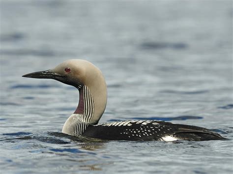 Arctic Loon Bird Facts (Gavia arctica) | Bird Fact