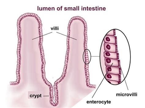 Simple Columnar Epithelium - Definition & Function | Biology Dictionary