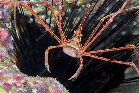 Arrow crab - Stock Image - C051/9637 - Science Photo Library