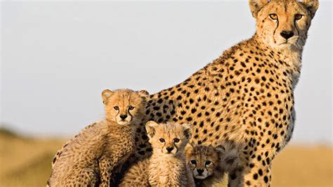 Cheetah Mother and Cubs | المرسال