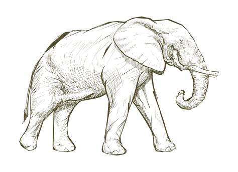 Elephant Drawed Free Image | Images and Photos finder