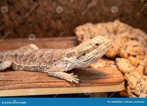 Bearded Dragon in a Terrarium Stock Photo - Image of sunbath, plant: 149604920