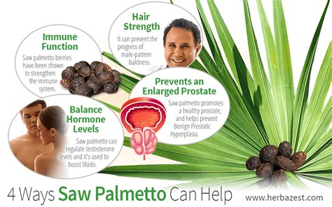 4 Ways Saw Palmetto Can Help | HerbaZest