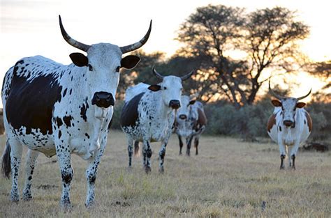 Nguni Cattle Pictures, Images and Stock Photos - iStock