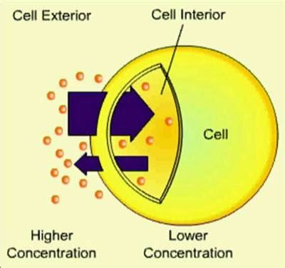 Diffusion - MrCorfe.com