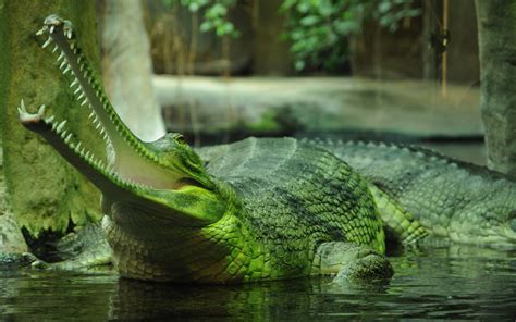 animals, Nature, Gharial, Crocodiles Wallpapers HD / Desktop and Mobile Backgrounds