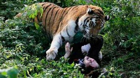 Tiger attack: female zookeeper attacked in Russia, Kaliningrad, Siberia | news.com.au ...