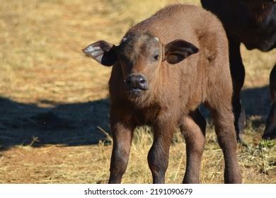 Baby Cape Buffalo South Africa Stock Photo 2191090679 | Shutterstock