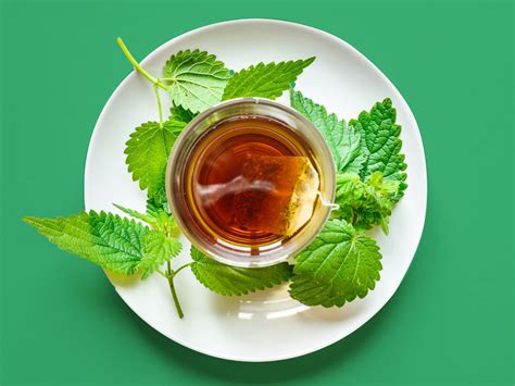 Nettle Tea Health Benefits and Recipe