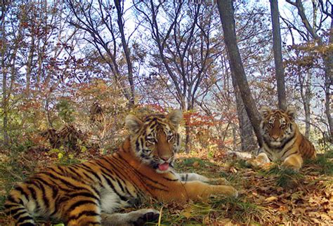 Wild siberian tiger and cubs pose for adorable pictures | Nature | News ...