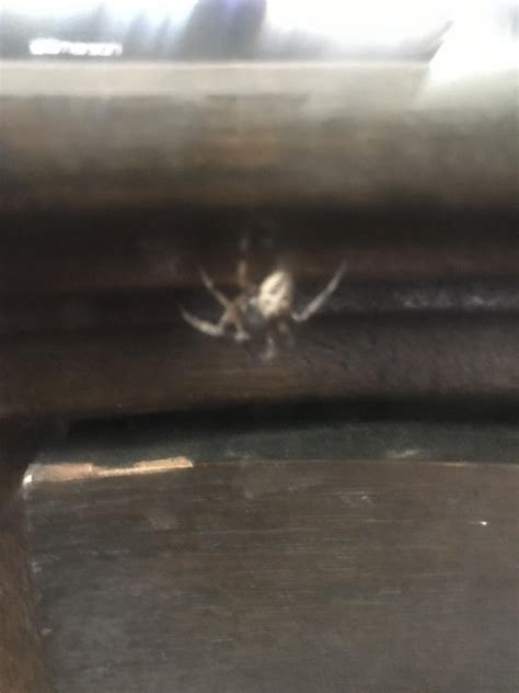 What Spider Is This and is it’s venom deadly? : r/whatsthisbug