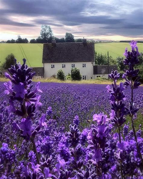 Cotswold Lavender farm, UK! 💜 | Lavender farm, Lavender fields, Beautiful places