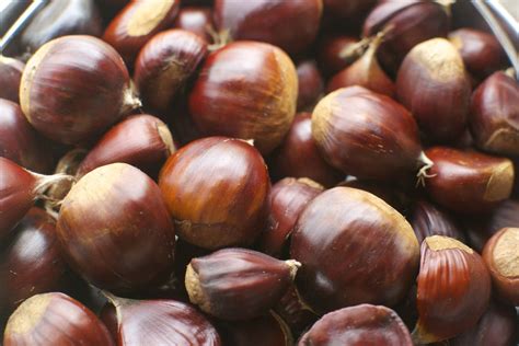 Foraging Sweet Chestnuts - Vegan on Board