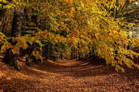 Premium Photo | Beautiful autumn landscape road with leaves and trees