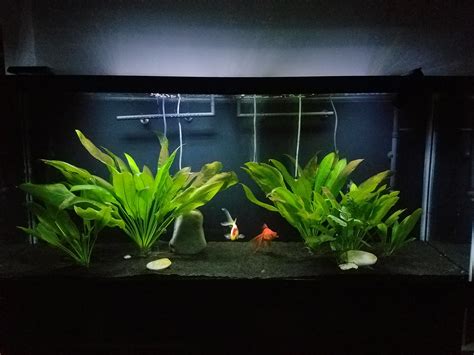 Suggestions for black sand for goldfish aquarium : r/Goldfish