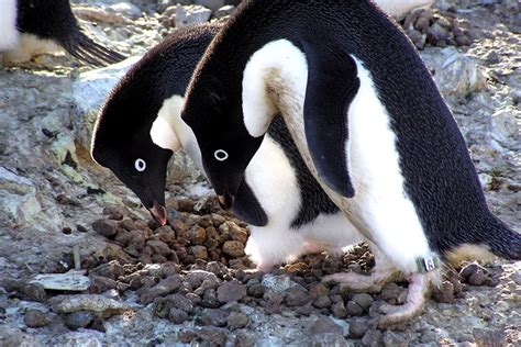 Penguinology: Researchers follow Adélie penguin winter migration for the first time