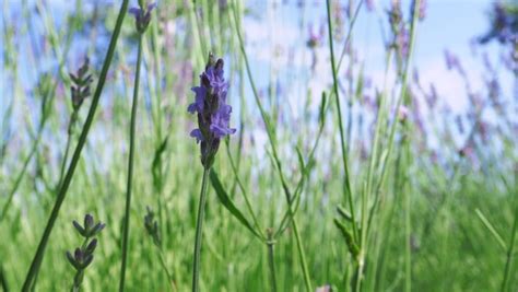 Premium Photo | Lavender fields bloom in hokkaido japan for relaxing in summer or spring