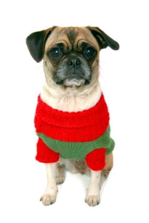 Dog Sweaters | LoveToKnow