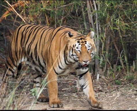 Tadoba-Andhari Tiger Reserve (Chandrapur District) - 2020 All You Need to Know BEFORE You Go ...