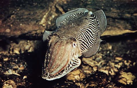 6 Reasons to Love Cephalopods | Britannica